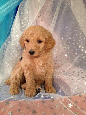 Have you been Looking for standard Poodle Breeders or Standard poodle Puppies for sale in Wisconsin, Minnesota, or Illinois? Try Iowa's Top Breeder!